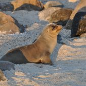  Galapagos